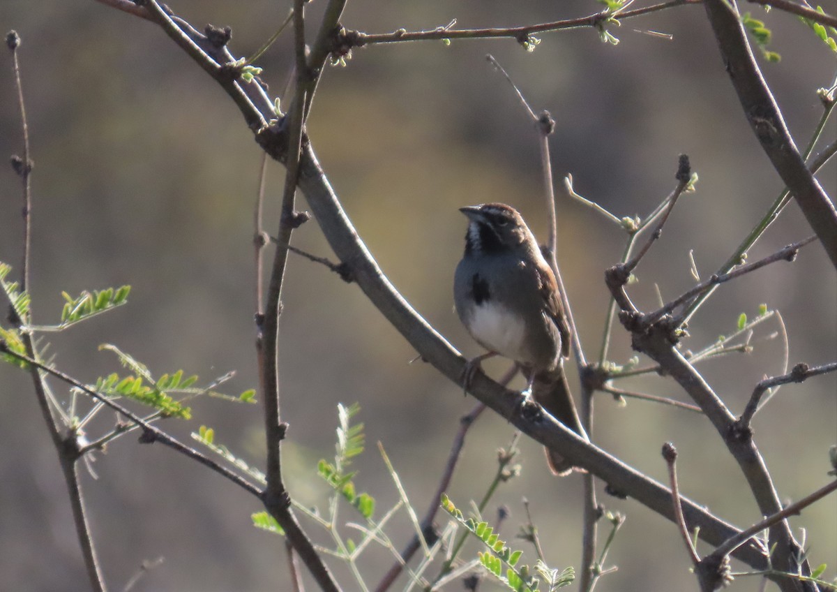 Five-striped Sparrow - ML568726341