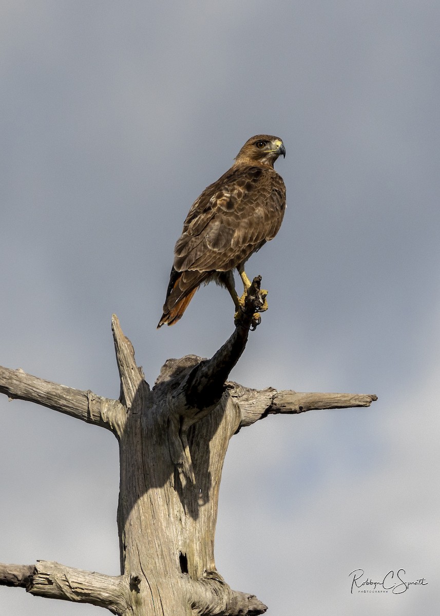 Red-tailed Hawk - ML568726461