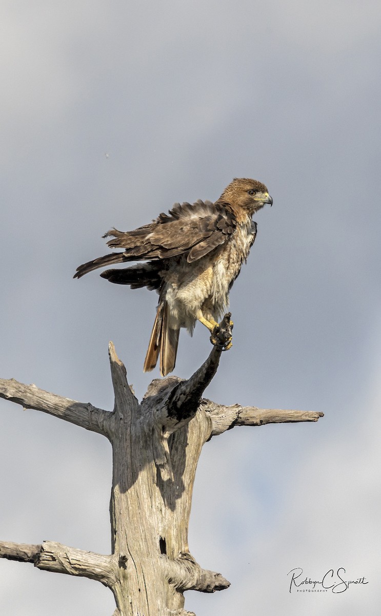 Red-tailed Hawk - ML568726471