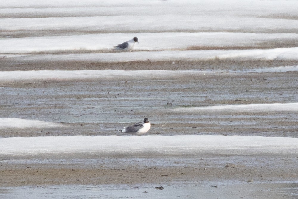 Franklin's Gull - ML568726491