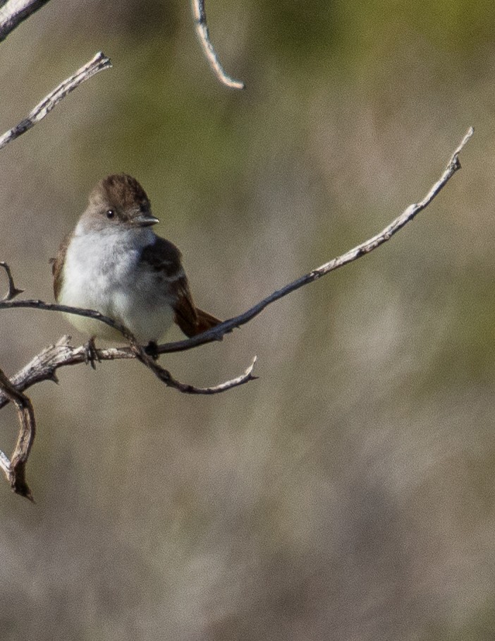 Ash-throated Flycatcher - ML568727351