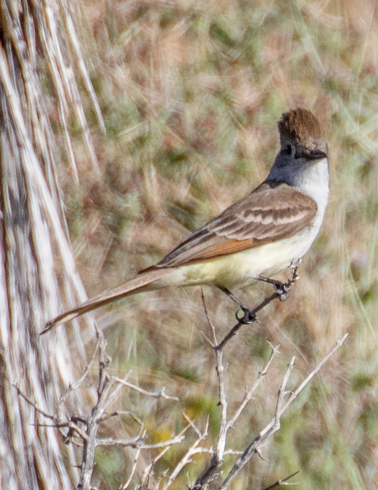 Ash-throated Flycatcher - Chris Tosdevin