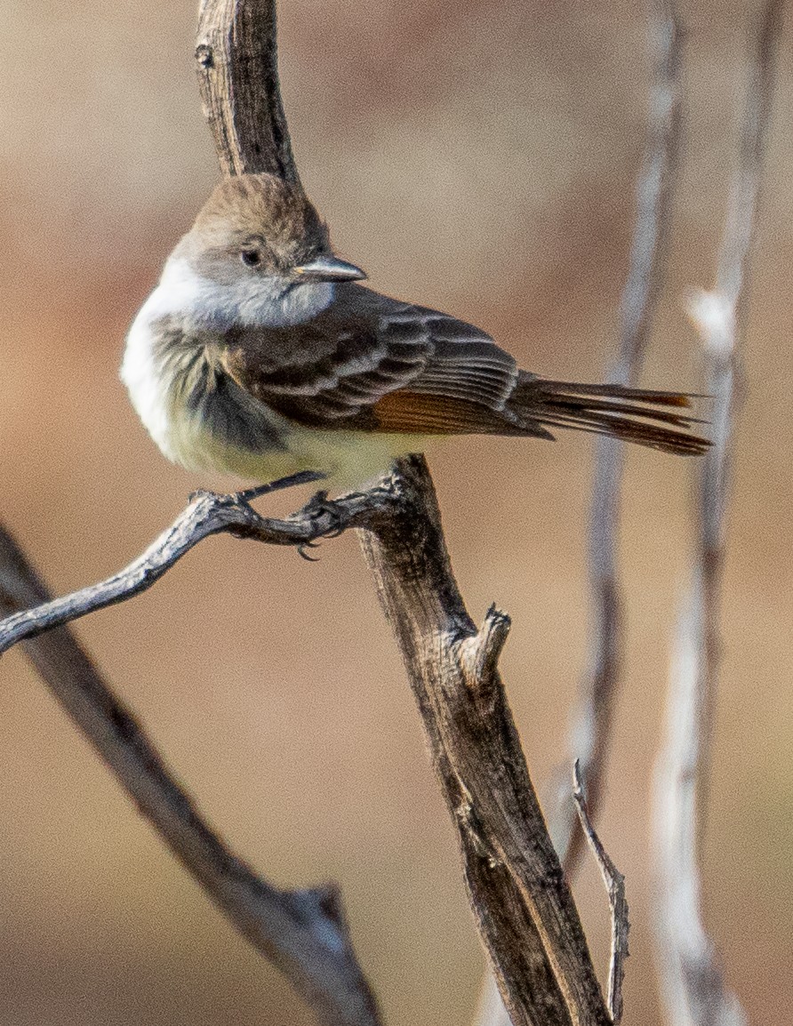 Ash-throated Flycatcher - ML568727381