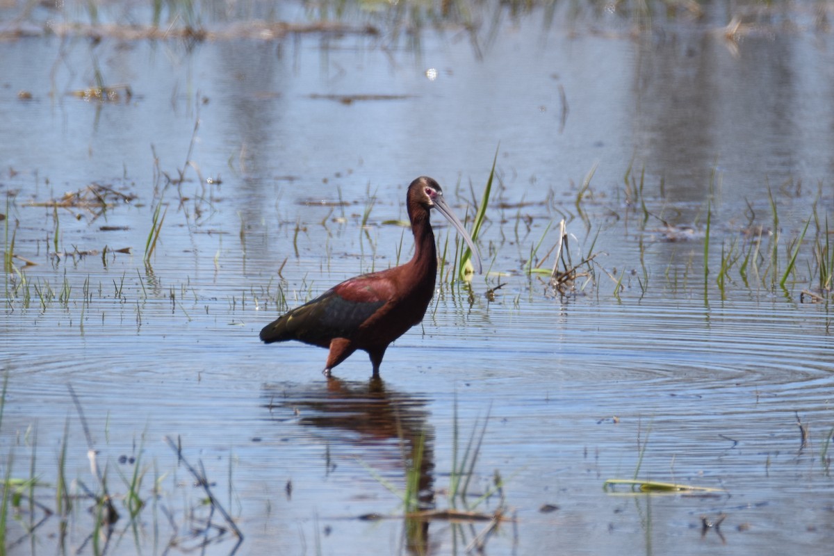 White-faced Ibis - ML56872741