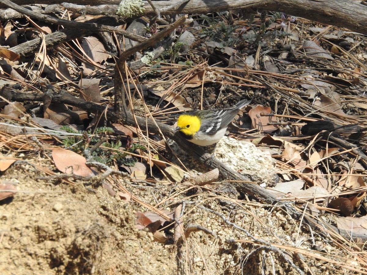 Hermit Warbler - ML568727901
