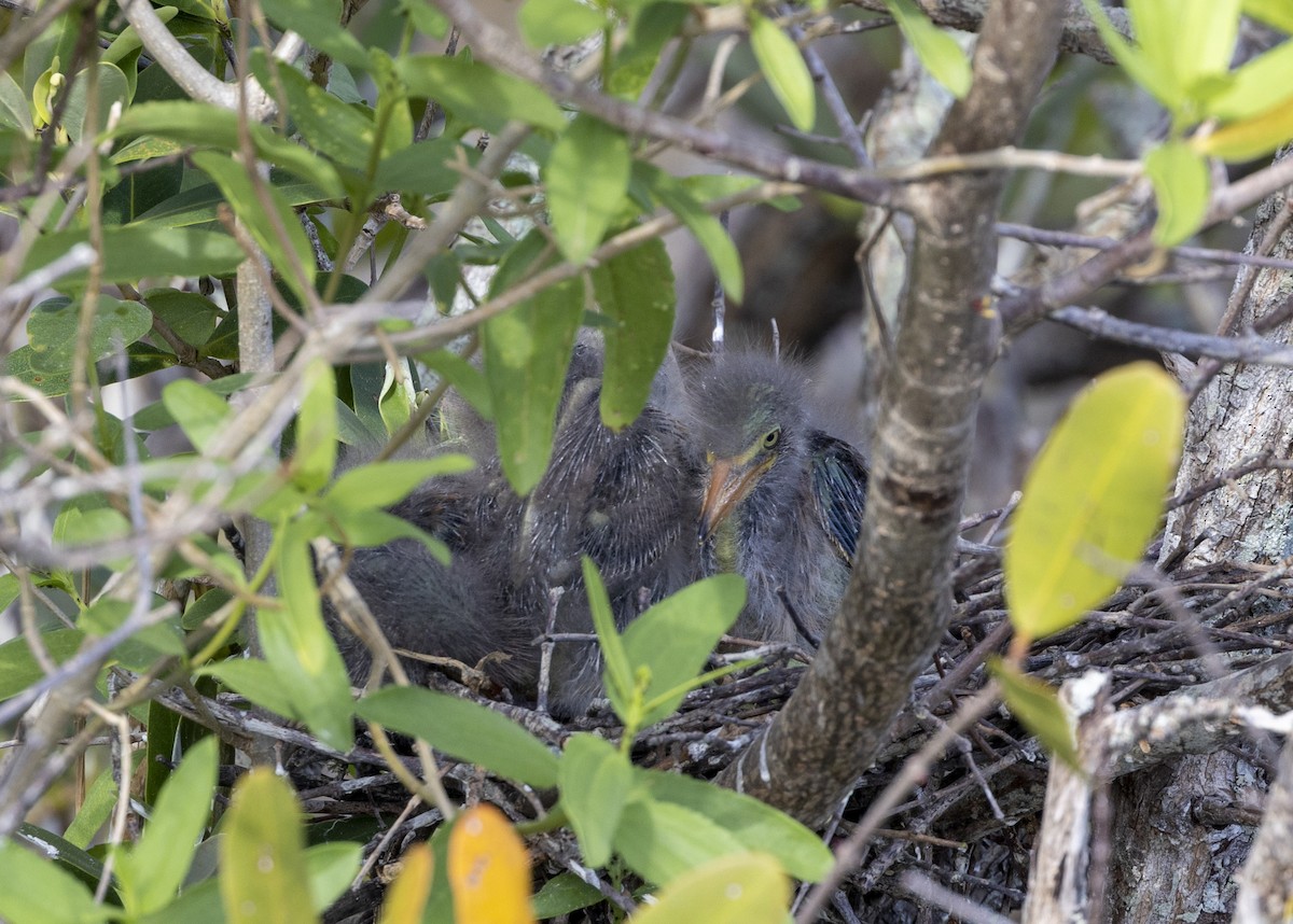 Green Heron - ML568728411