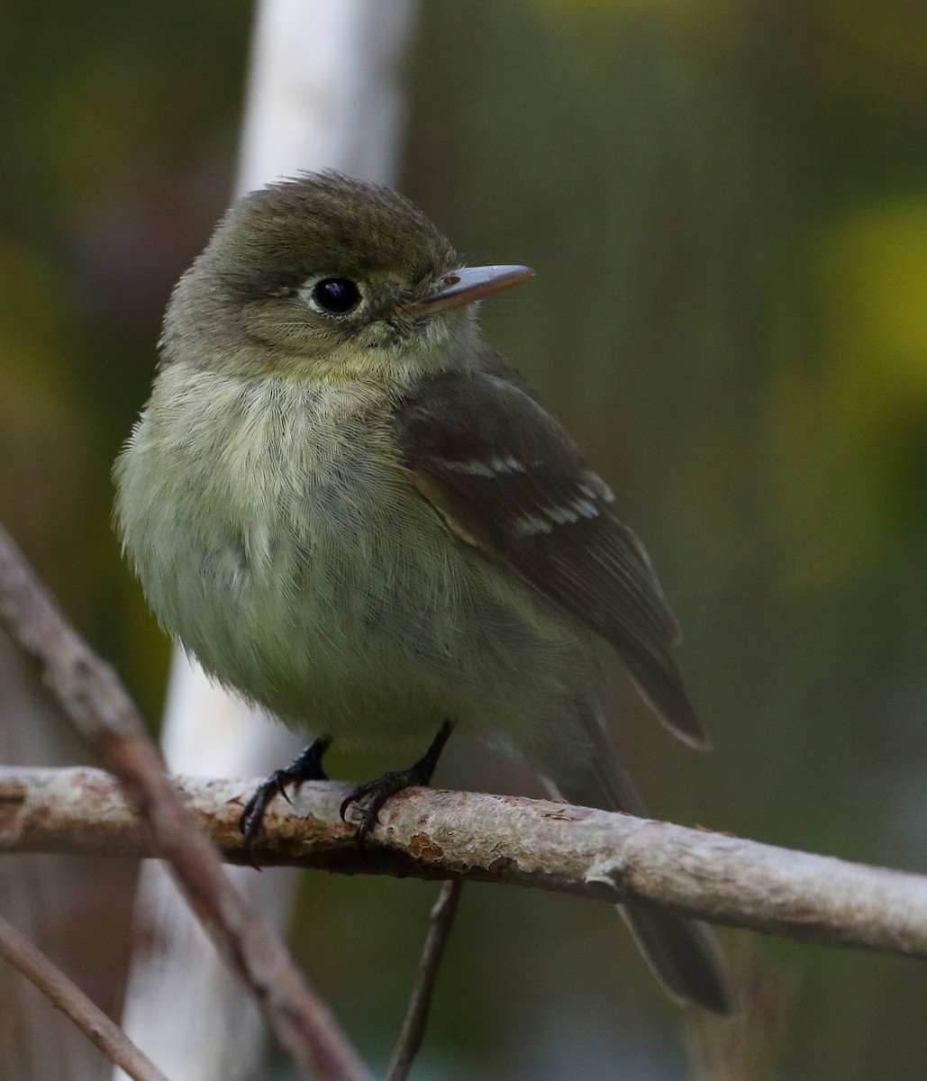 Western Flycatcher (Pacific-slope) - ML568728571