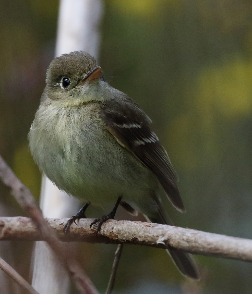 Western Flycatcher (Pacific-slope) - ML568728651