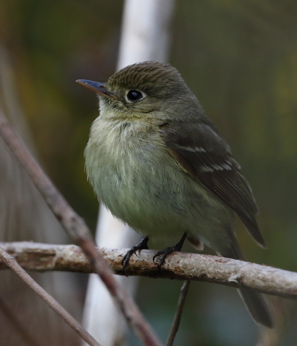 Western Flycatcher (Pacific-slope) - ML568728991