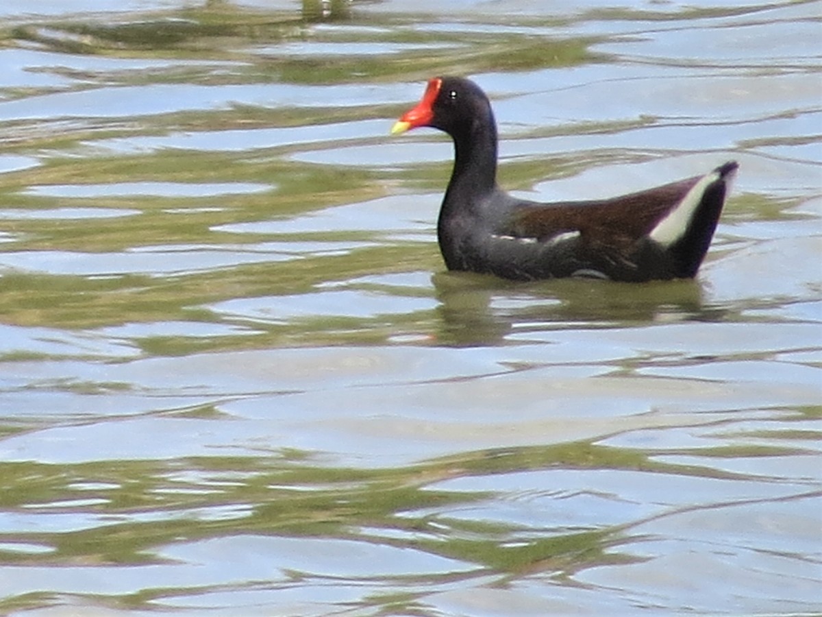 Common Gallinule - ML568729171