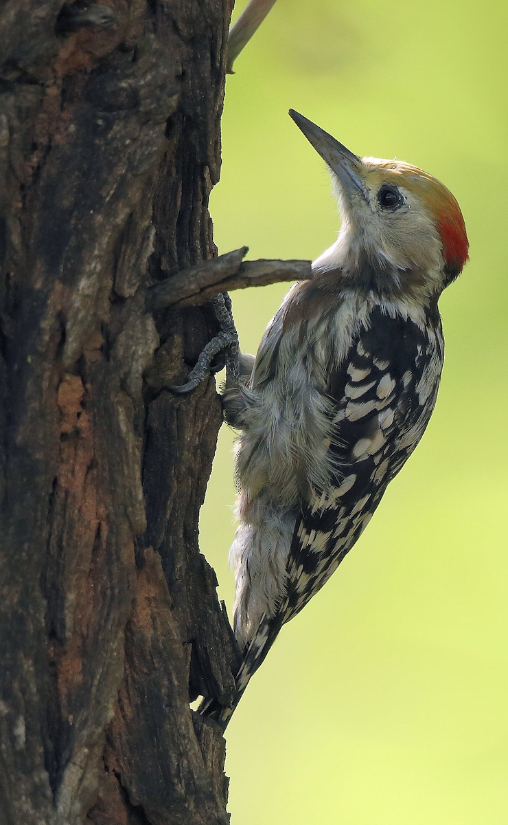 Yellow-crowned Woodpecker - Albin Jacob