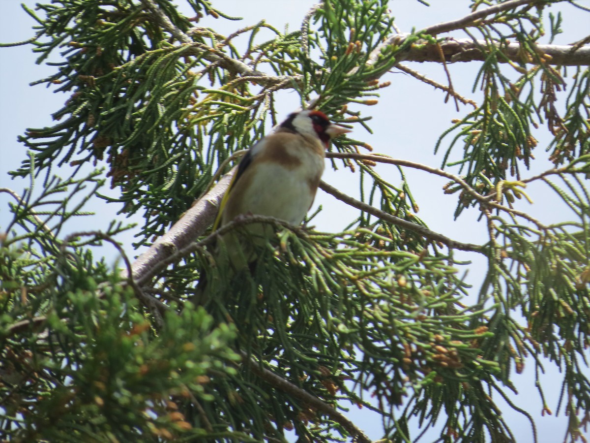 European Goldfinch - ML568729651