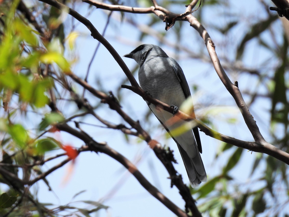 White-bellied Cuckooshrike - ML568729701