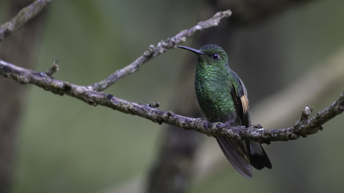 Stripe-tailed Hummingbird - ML568729781