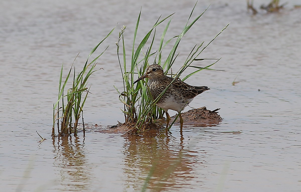 Pectoral Sandpiper - Ben Sandstrom