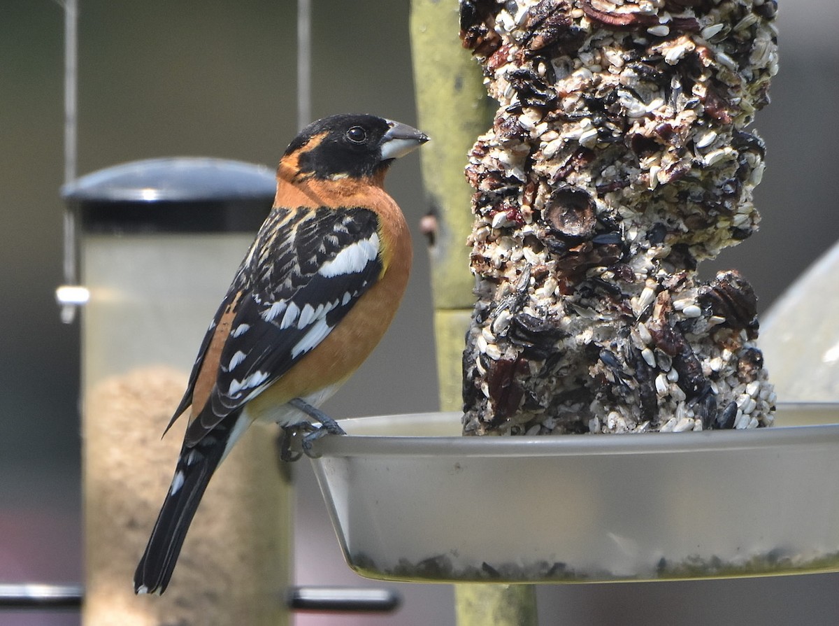 Black-headed Grosbeak - ML568729981