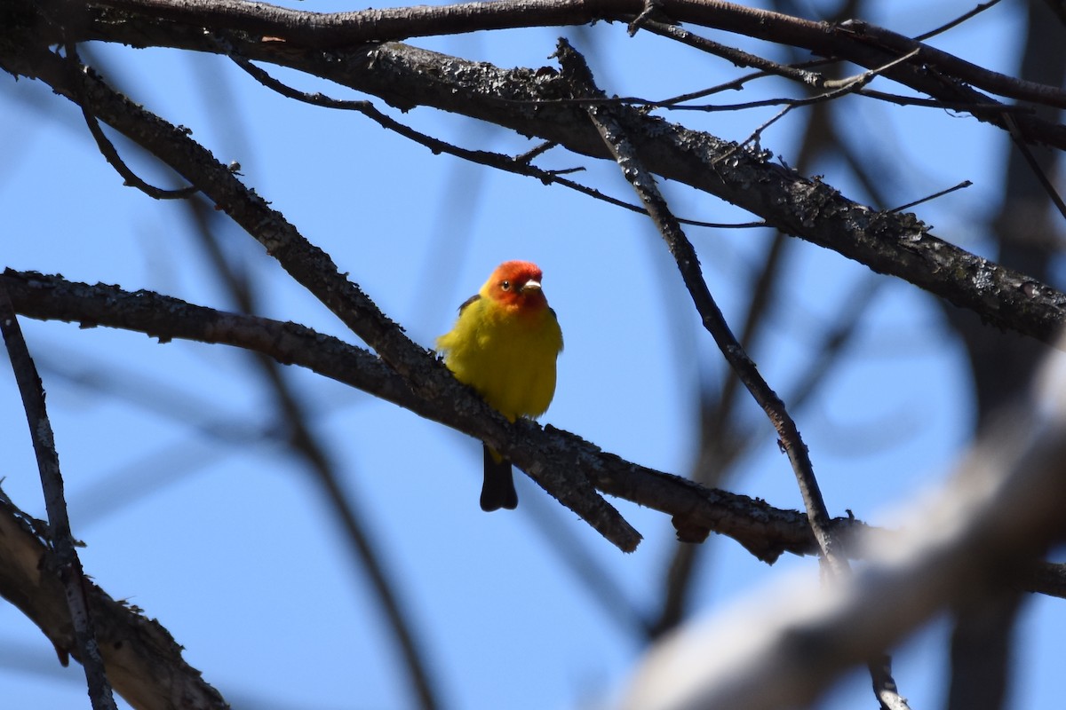 Western Tanager - ML56873031
