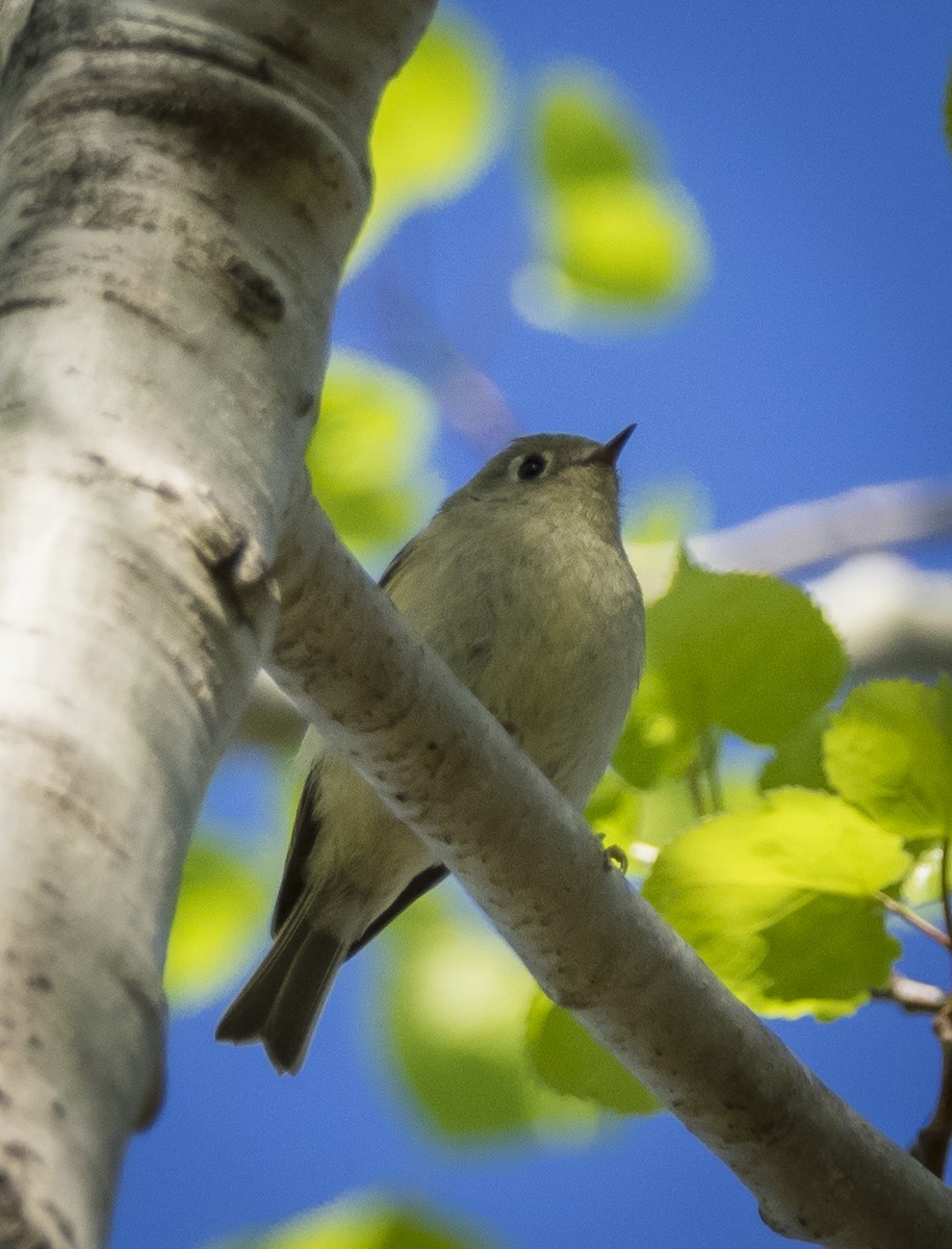 Ruby-crowned Kinglet - ML56873051