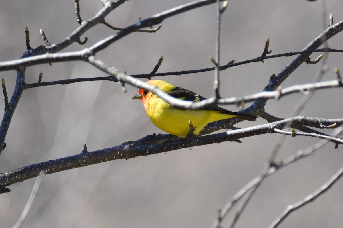 Western Tanager - ML56873061