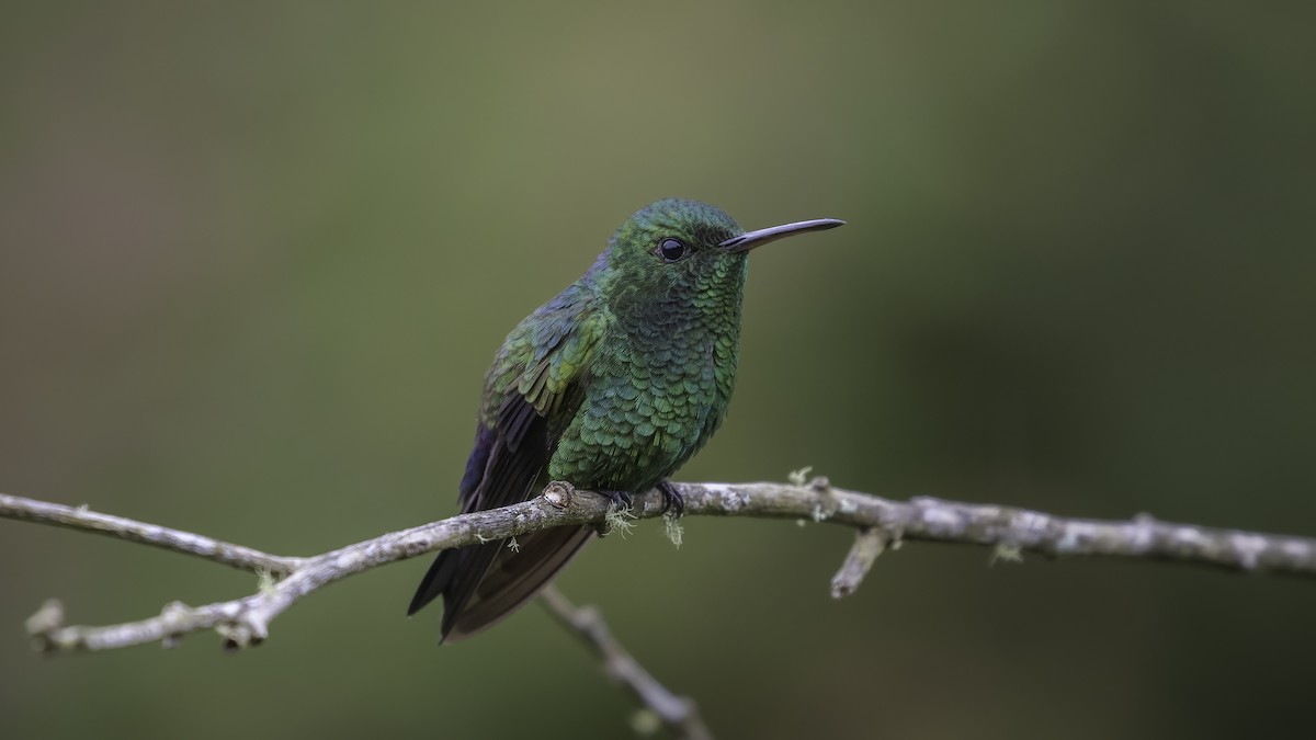 Blue-vented Hummingbird - ML568730821