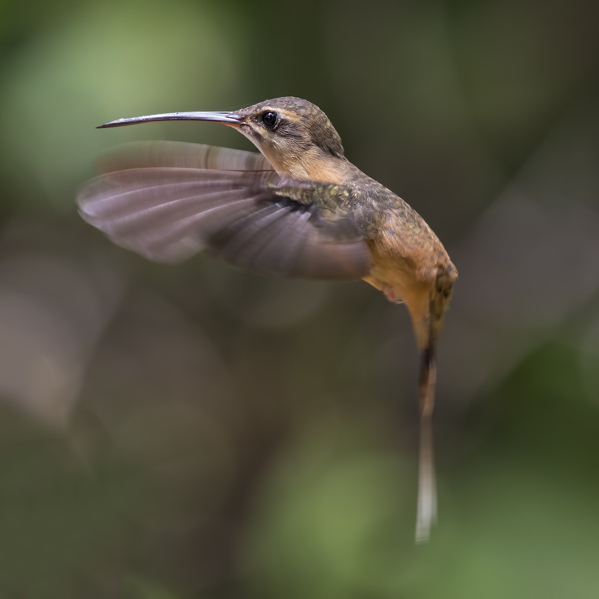 Koepckeschattenkolibri - ML56873121