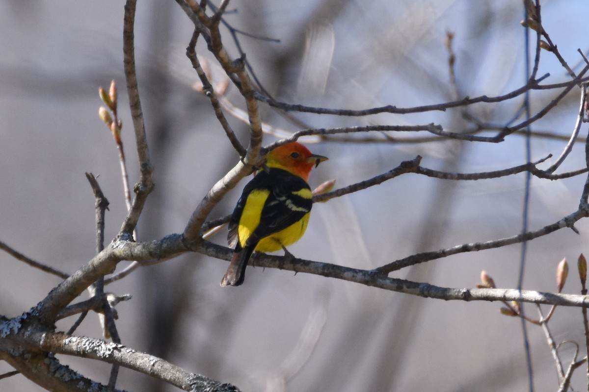 Western Tanager - ML56873141