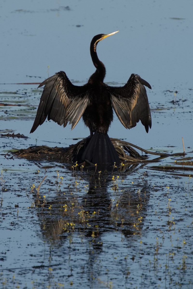 Anhinga d'Australie - ML568731621