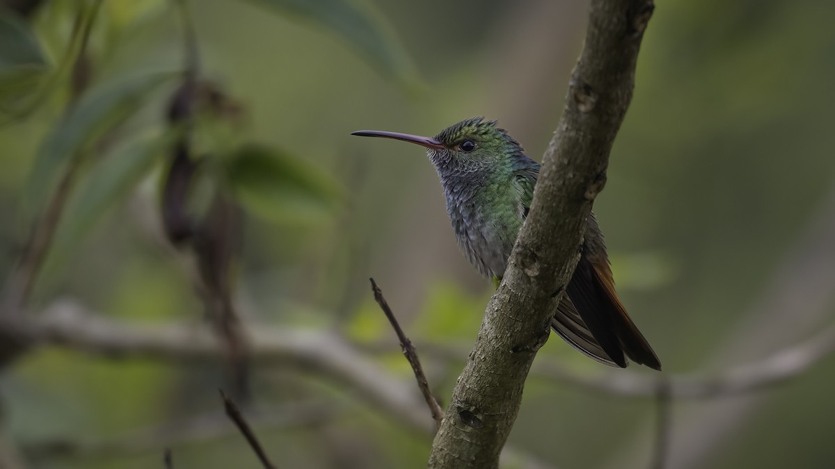 Rufous-tailed Hummingbird - Markus Craig