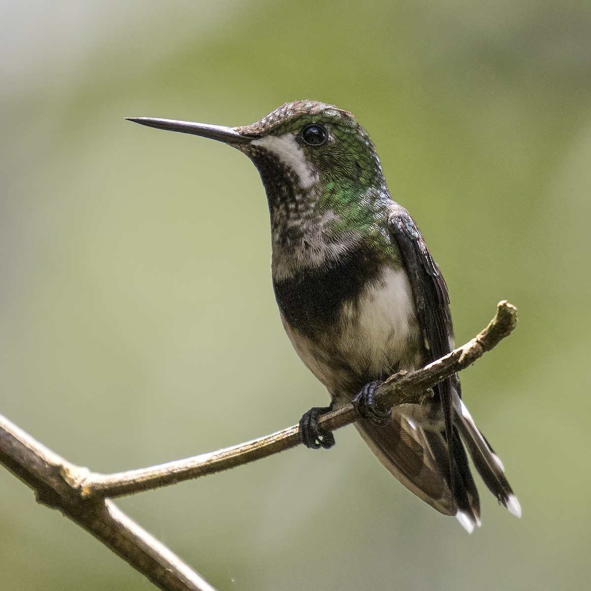 Black-bellied Thorntail - ML56873211