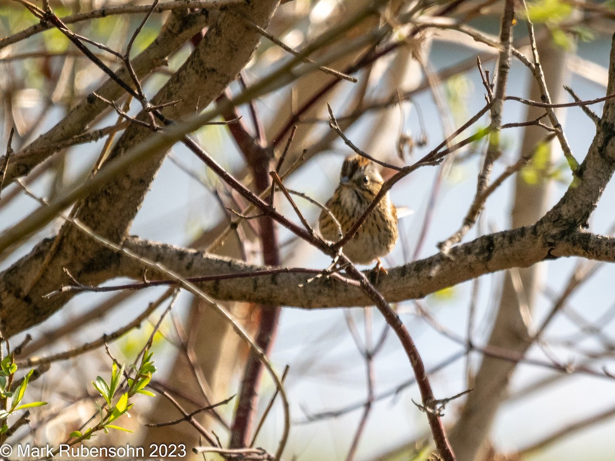 Lincoln's Sparrow - ML568732121