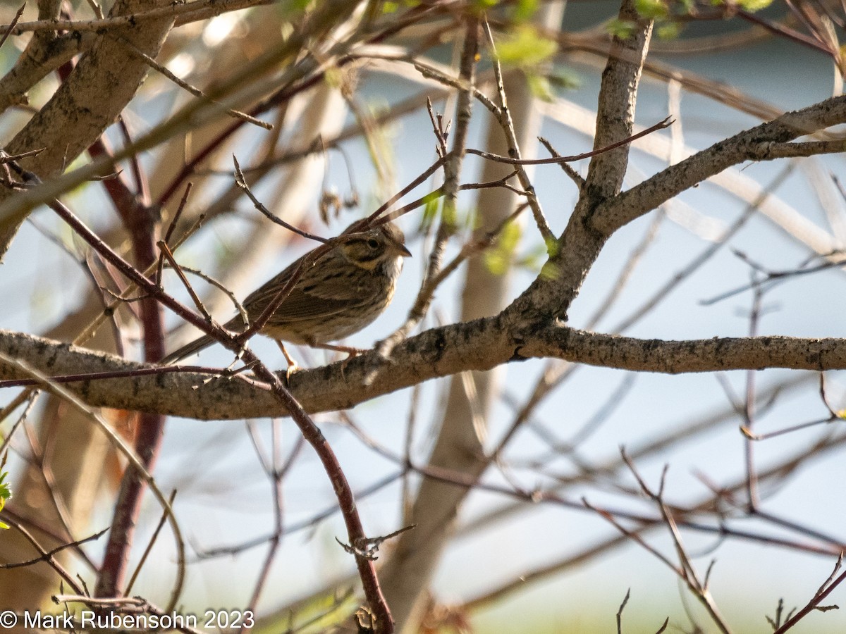 Lincoln's Sparrow - ML568732131