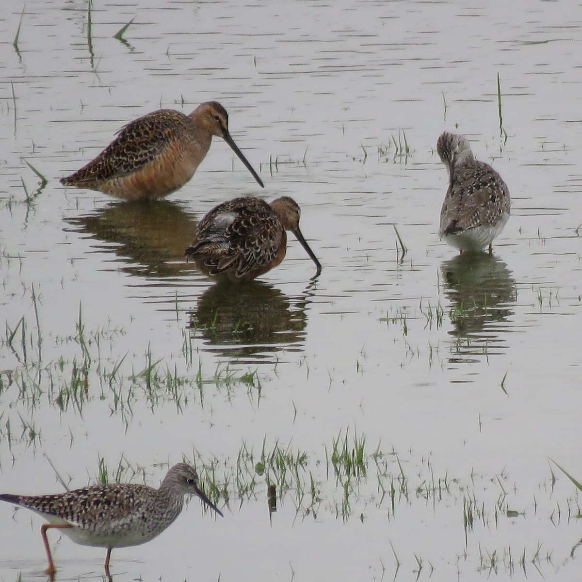 Long-billed Dowitcher - ML56873221
