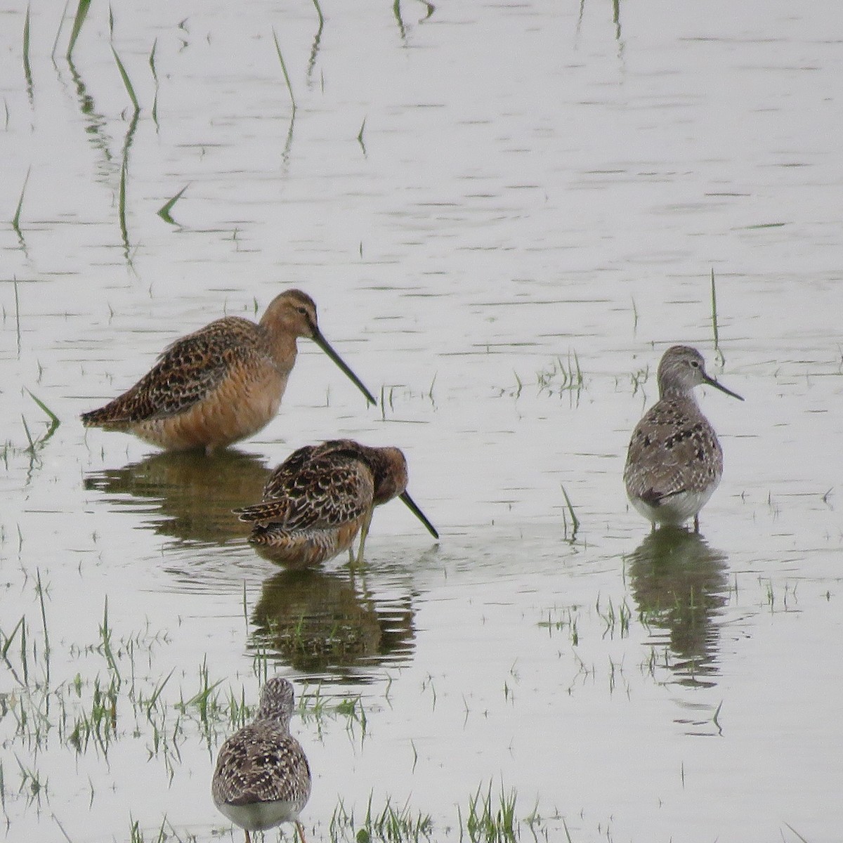 Long-billed Dowitcher - ML56873231