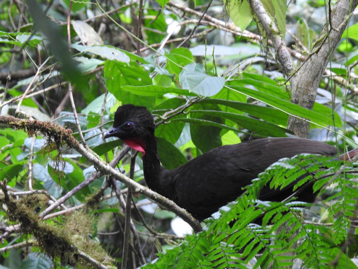 Crested Guan - Erick Barbato