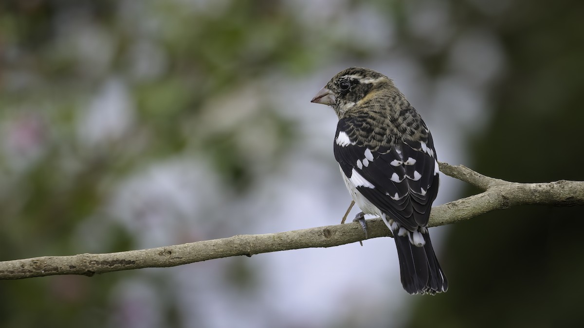 Rose-breasted Grosbeak - ML568733021