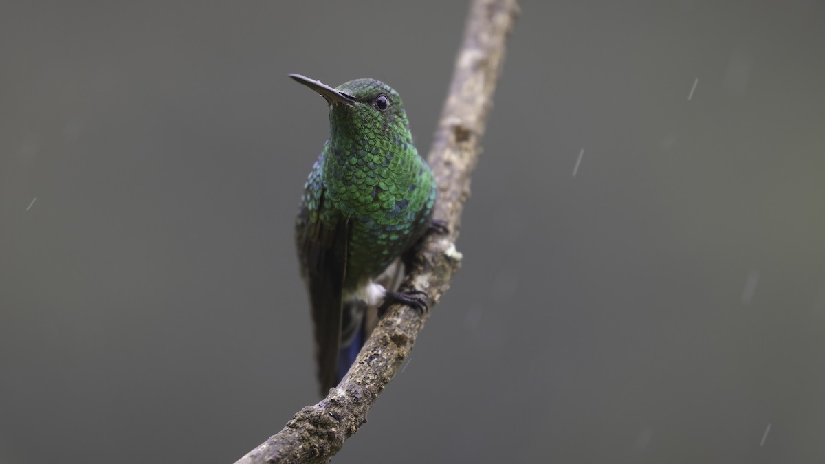 Blue-vented Hummingbird - Markus Craig