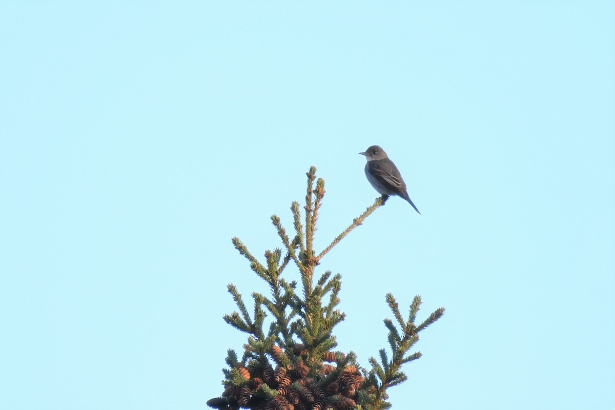 Olive-sided Flycatcher - Timothy Piranian