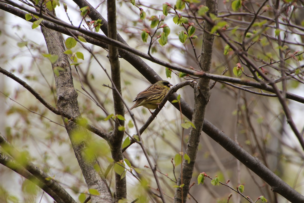 Masked Bunting - ML568736391