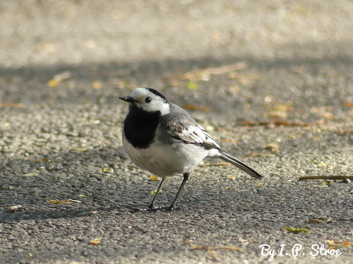 White Wagtail - Ioana Stroe