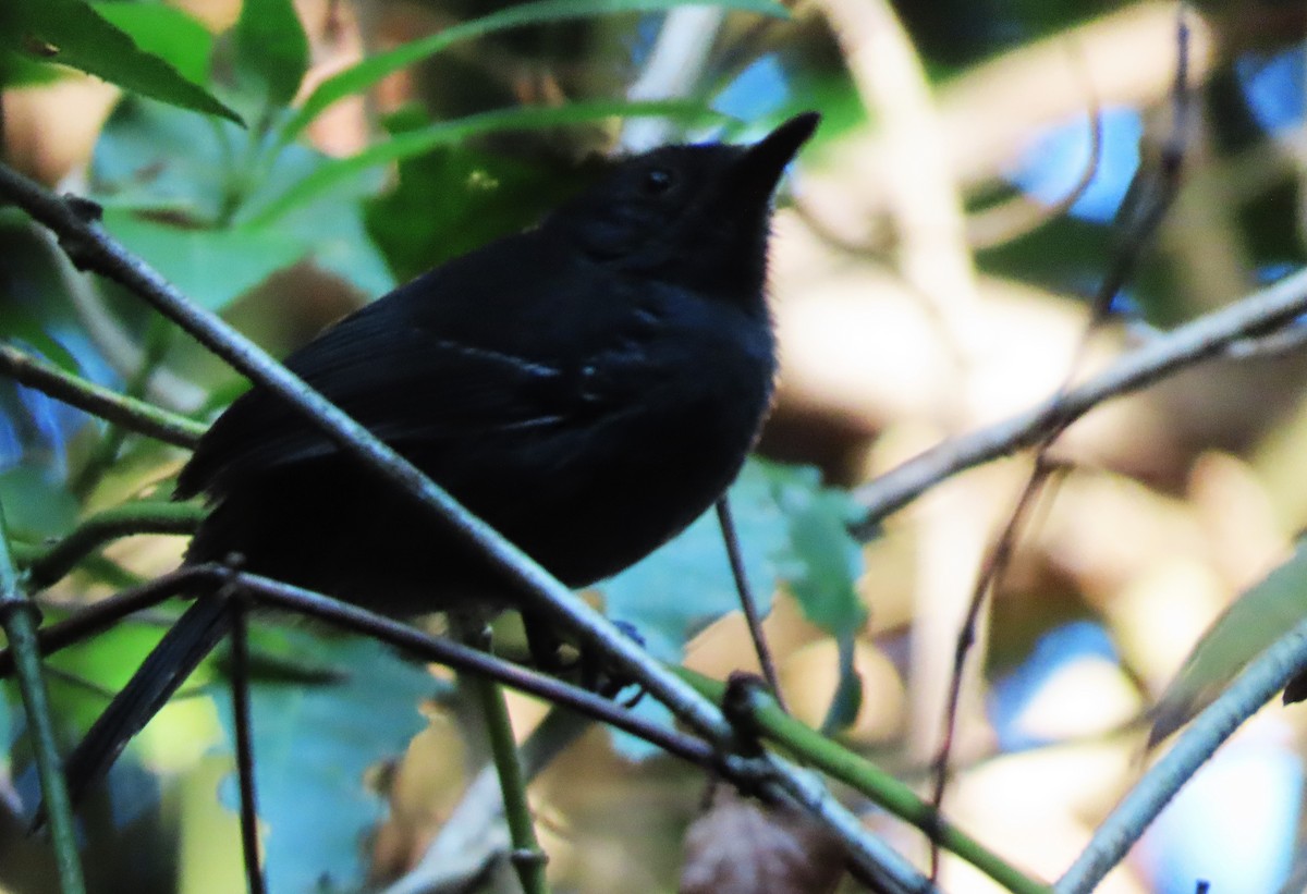 Dusky Antbird - ML568736681