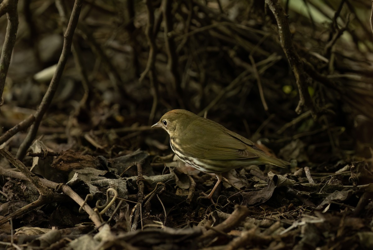 カマドムシクイ - ML568737111