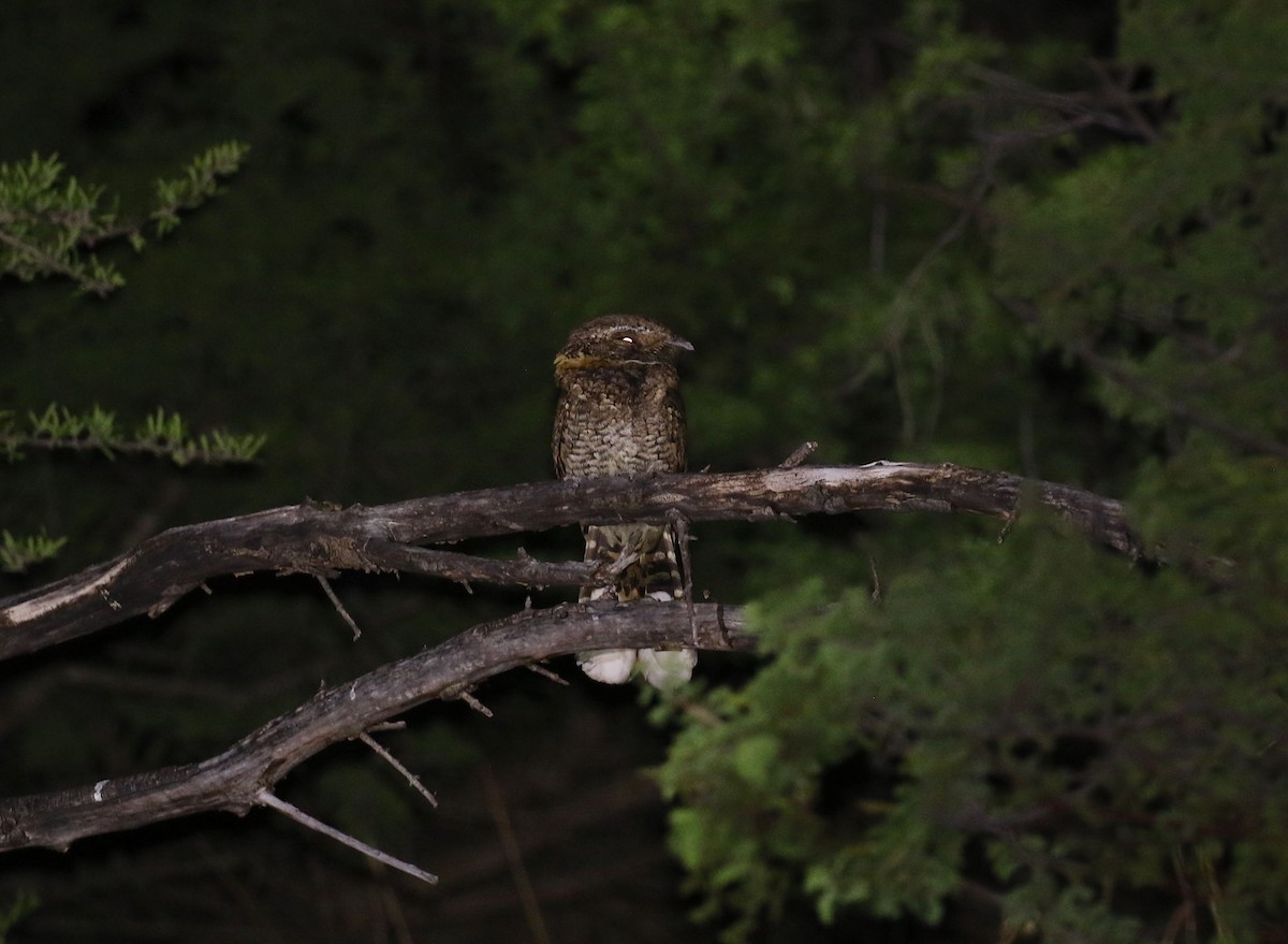 Buff-collared Nightjar - ML568737181