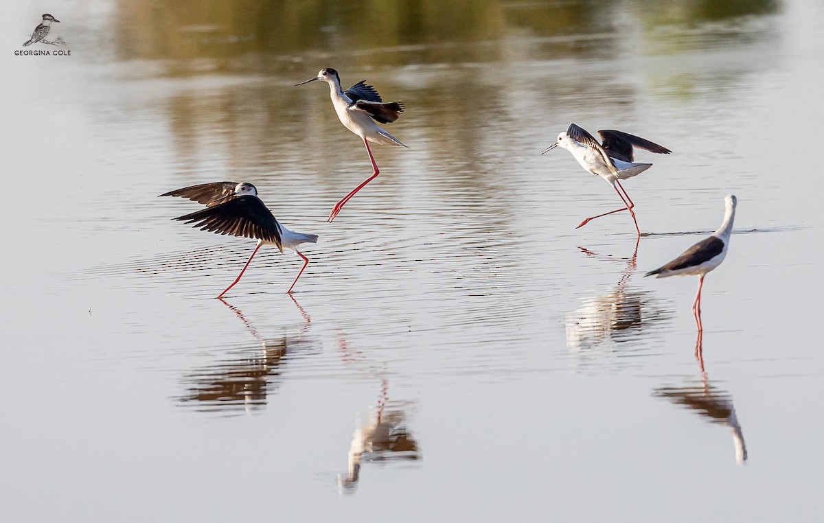 Black-winged Stilt - Georgina Cole