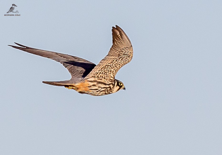 Eurasian Hobby - Georgina Cole