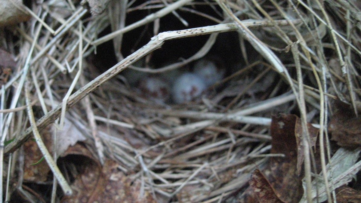 Ovenbird - Tim Forrester