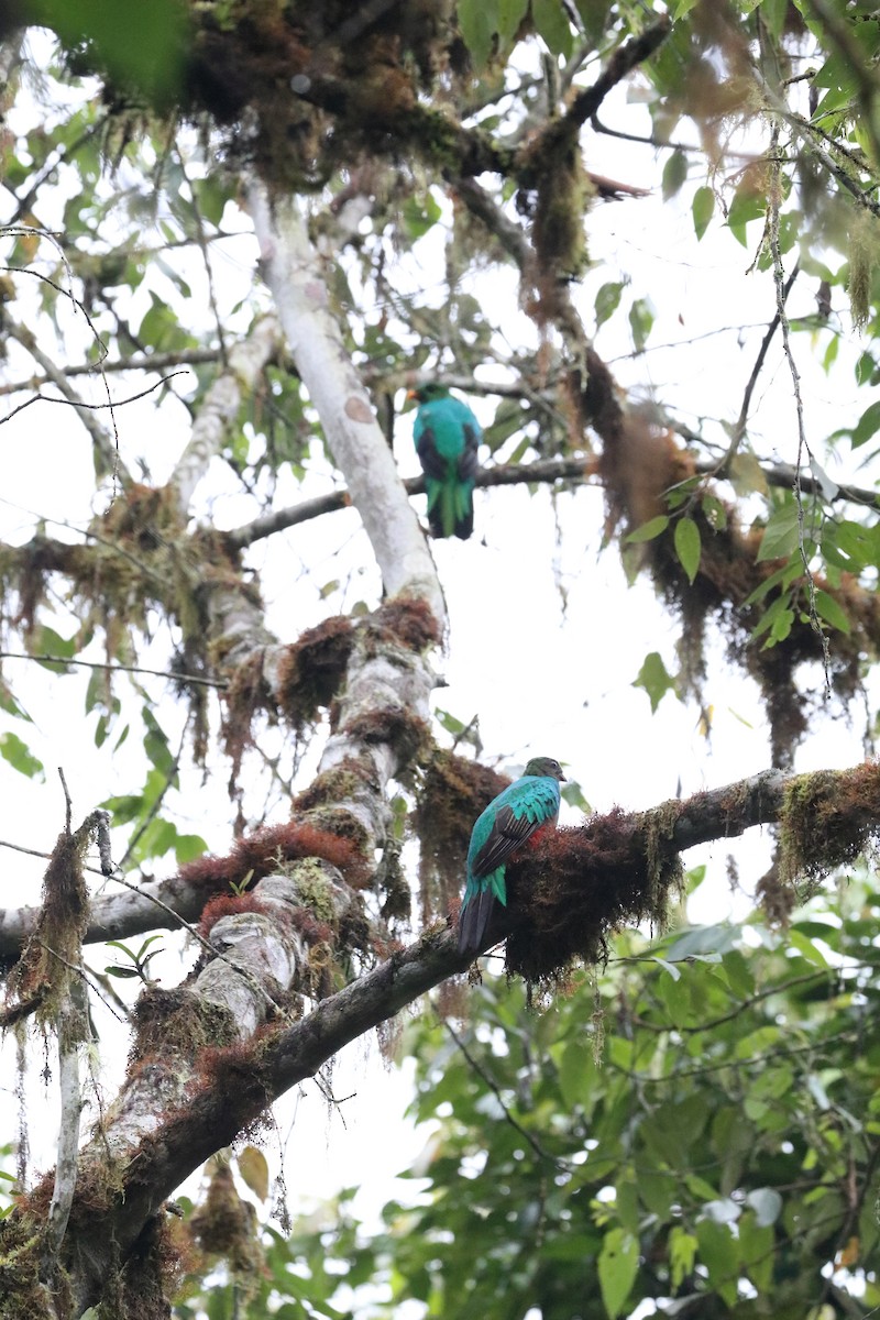 Golden-headed Quetzal - ML568738931