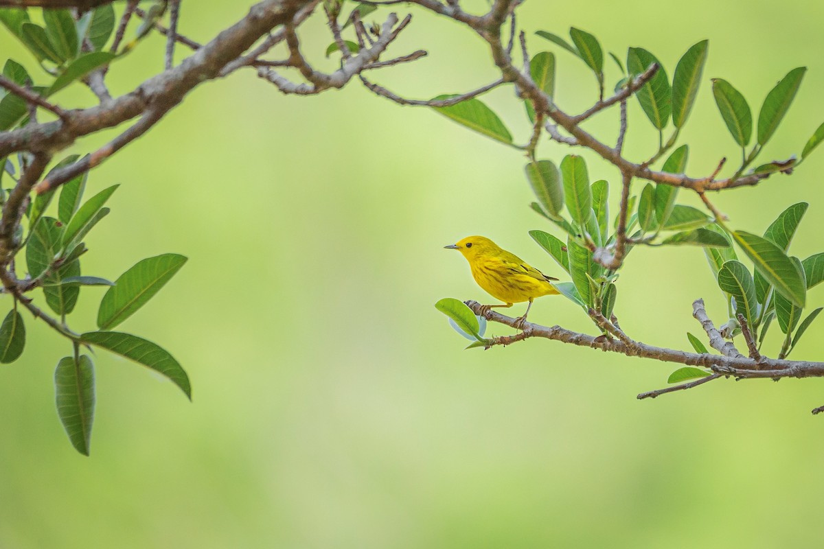 Yellow Warbler - ML568738981