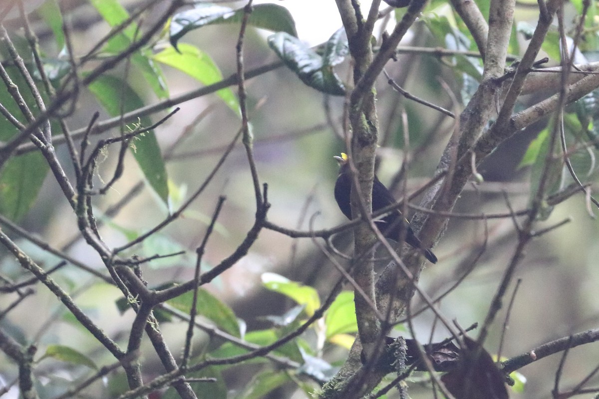 Golden-winged Manakin - ML568739011