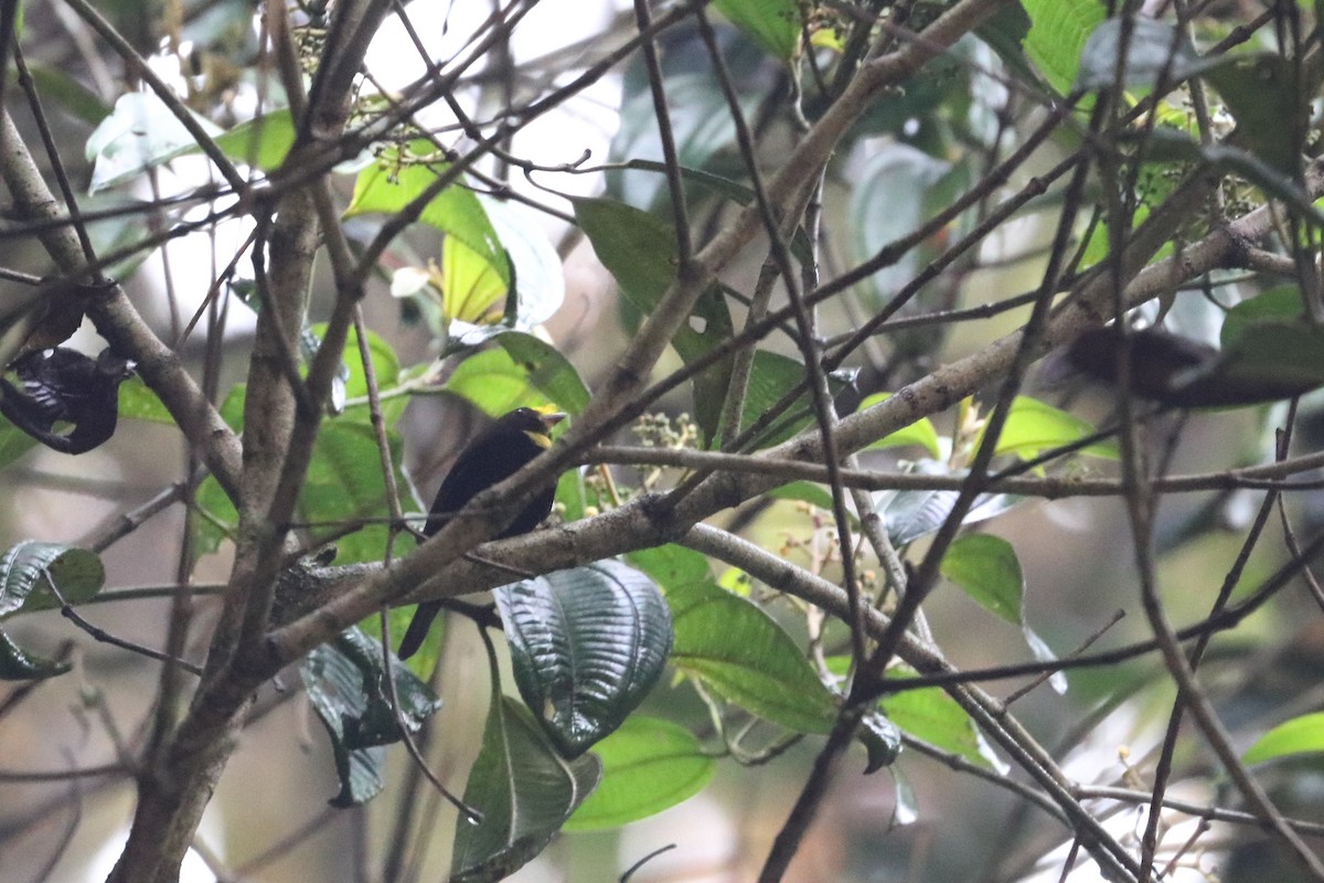 Golden-winged Manakin - ML568739041