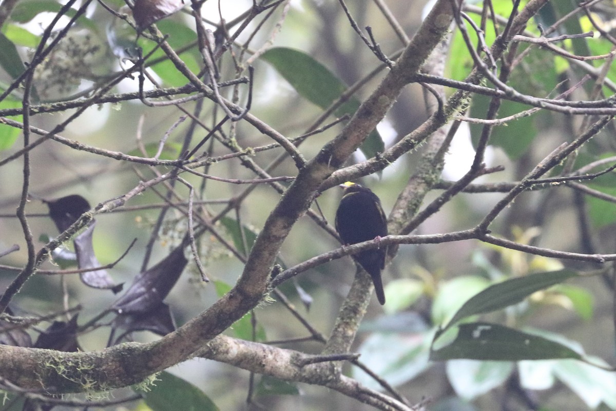 Golden-winged Manakin - ML568739051